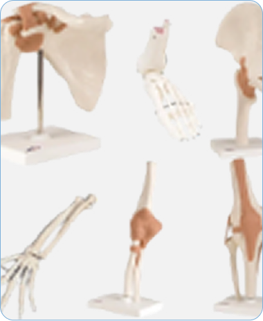 Custom Prosthetics And Anatomical Models