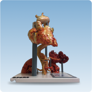 Asthi Anatomical Models