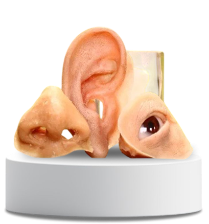 Artificial Nose, Ear and Eye Prosthetics on Pedestal